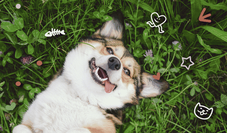 Imgs different projects